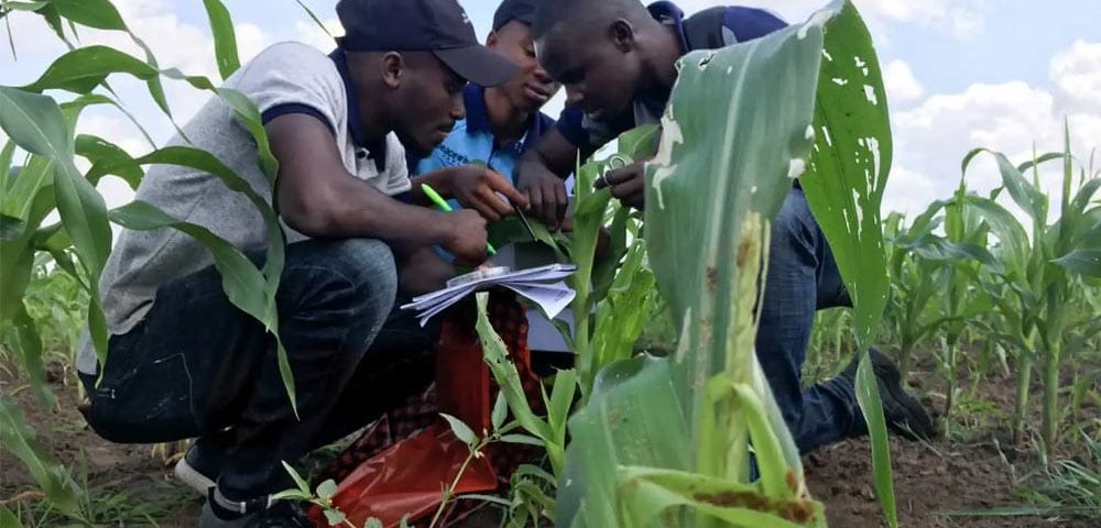 AGRA-Impulsiona-Inclusao-Jovem-na-Agricultura-com-Apoio-ao-Governo