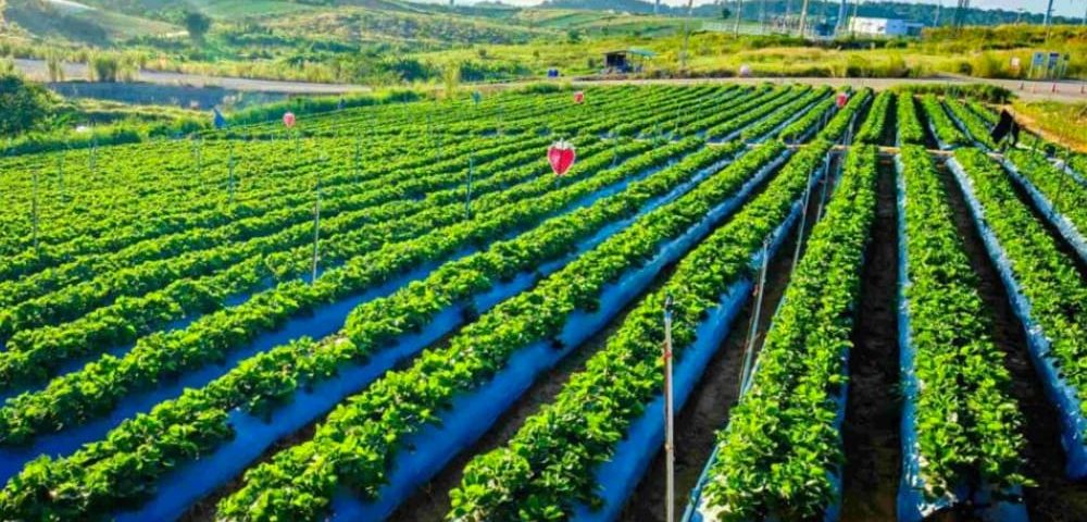 Agricultura-sustentavel