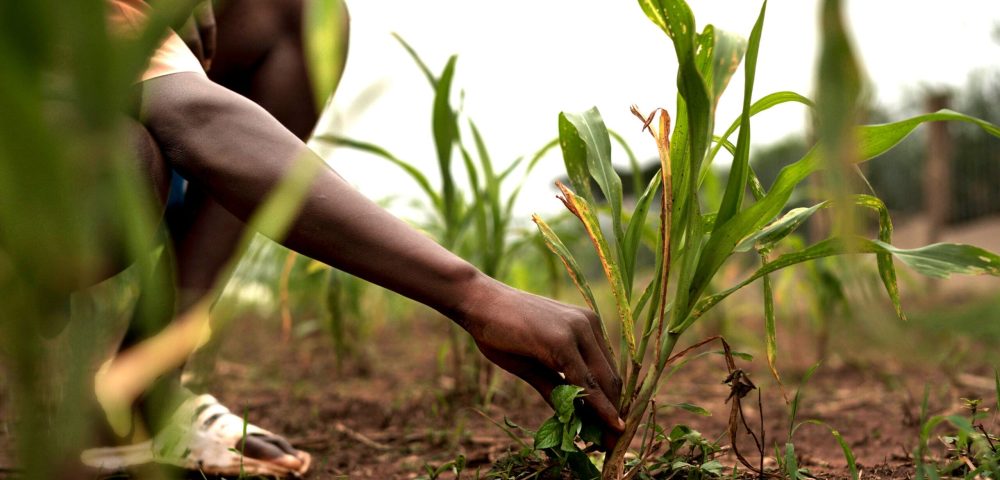 close-up-do-agricultor-segurando-plantas